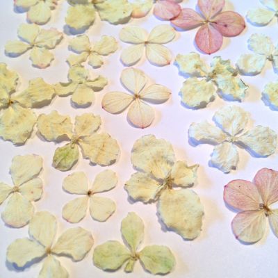 Kwiaty suszone mix color white/green/lt.rose - ok 1-1,5cm - 20 - 1 op