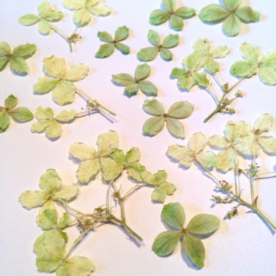 Kwiaty suszone mix color white/green/ecru - ok 1-1,5cm - 20 - 1 op