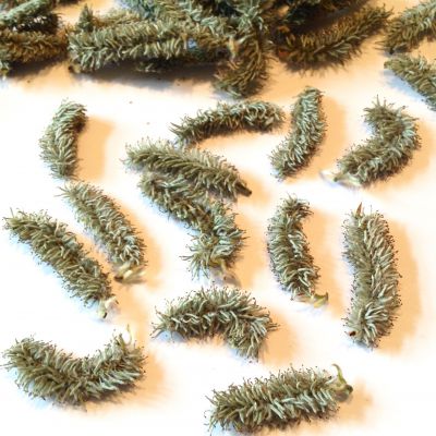 Wierzba suszona 2-4x0,5-1,2 cm szara zieleń - 10 szt - 1 op