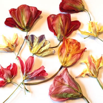 Tulipan suszony 3D gł.3-7x3-4,5cm mix color  3 szt - 1 op