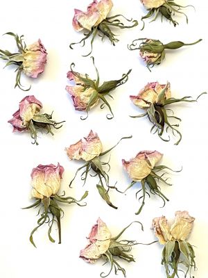 Kwiat suszony DZIKA RÓŻA miniaturowa gł.1 -2,5  cm - 6 szt ecru / lt. pink - 1 op