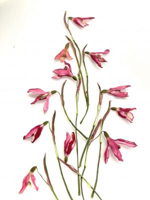 Kwiaty suszone przebiśniegi różowe (wys ok 5-7cm) 8 szt - 1 op