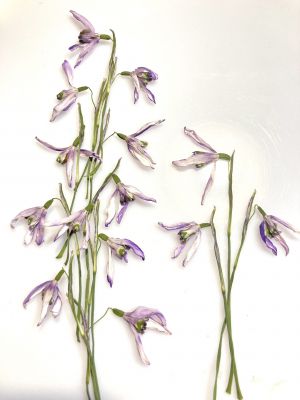 Kwiaty suszone przebiśniegi fioletowy  (wys ok 5-7cm) 8 szt - 1 op