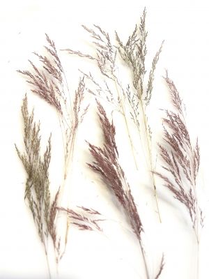 Trawa ozdobna brunatna / zielona (wys 5 -10 cm) - 10 szt