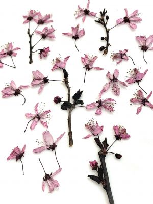 Kwiaty suszone na gałązkach i luzem (5-15 mm ) różowy - 10 szt