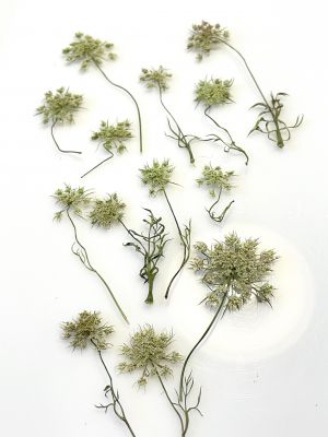 Kwiaty suszone Queen Anne\'s lace śr. 1,5 - 2,5 cm white/ecru/green - 4 szt