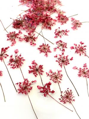 Kwiaty suszone Queen Anne\'s lace śr. 0,5 - 1,5 cm magenta - 10 szt