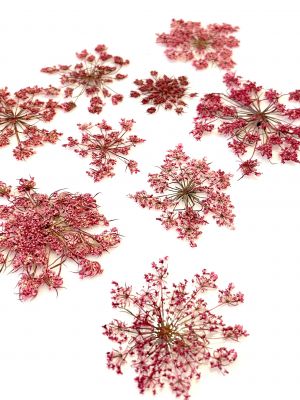 Kwiaty suszone Queen Anne\'s lace śr. 2 - 5,5 cm magenta - 4 szt
