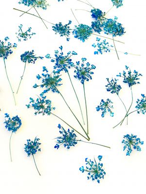 Kwiaty suszone Queen Anne\'s lace śr. 0,5 - 1,5 cm blue - 10 szt