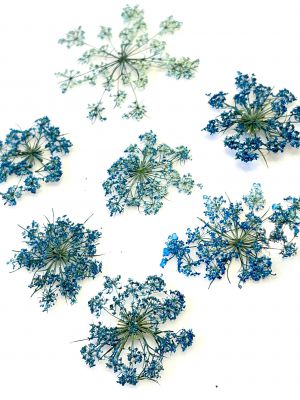 Kwiaty suszone Queen Anne\'s lace śr. 2,5 - 5,5 cm blue - 4 szt