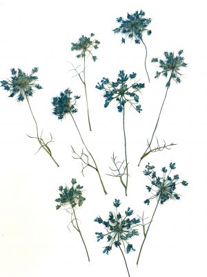 Kwiaty suszone Queen Anne\'s lace śr. 1,5 - 3 cm blue - 4 szt