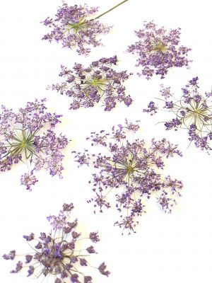 Kwiaty suszone Queen Anne\'s lace śr. 2,5 - 5,5 cm violet - 4 szt