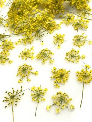 Kwiaty suszone Queen Anne\'s lace śr. 0,5 - 1,5 cm yellow - 10 szt