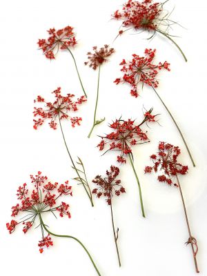 Kwiaty suszone Queen Anne\'s lace śr. 1,5- 3 cm RED - 4 szt