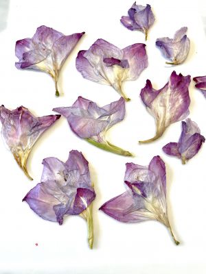 Kwiaty suszone MIECZYK wys 6-8 cm x 5-9 cm gr.0,3-0,8 cm mix violet  3 szt - 1 op