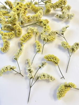 kwiaty suszone , żółte 10 pęczków pęcz: 1- 2,5 cm - 1 op