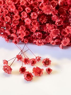 kwiaty suszone GLIXIA , czerwony ( kwiat 0,5-1,2 cm )  gał. 3-10 cm - 20 szt - 1 op