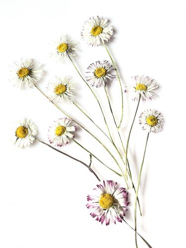 Kwiay suszone , STOKROTKI z łodyżkami , 8-12 cm  (1,5-2.5 cm) , 5 szt - 1 op