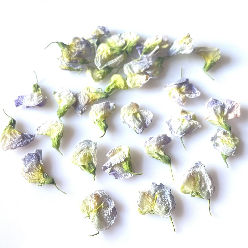 kwiaty suszone - groszek pachnący  1-2x101,5 - różowy/ecru/jasny fiolet - 6 szt - 1 op