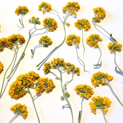 Kwiatki na gałązkach YELLOW wys 5-9 cm-15 gałązek