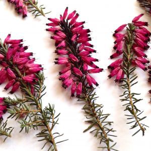 Suszone kwiatki  amarant/róż 3D (3 - 8 cm gałązka ) -  10 szt