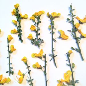 Kwiatki na gałązkach YELLOW wys gał 2-7 cm , kwiatki 1,5-2 cm - 6 gałązek