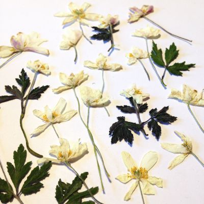 Zawilec kwiat susz. 1-2cm wys: 1.5-3 cm ecru - 8 szt - 1 op